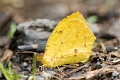 PIERIDAE, Eurema salome